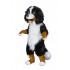 Verleih Kostüm Berner Sennenhund 27