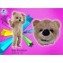 Kostüm Bär Maskottchen & Kissen 24 (Promotion)