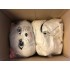 Kostüm Katze 8 + Kühlweste "Blue M24" + Tasche "Star" + Hygiene Maske (Hochwertig)