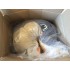 Kostüm Delfin Maskottchen 4 (Hochwertig)