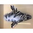 Kostüm Zebra Maskottchen 1 (Hochwertig)