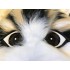 Kostüm Katze Maskottchen 13 (Hochwertig)
