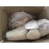 Kostüm Lama Maskottchen 1 (Hochwertig)
