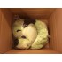 Kostüm Hund Maskottchen 31 & Kissen (Promotion)
