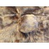 Maskottchen Grizzly Bär Kostüm (Werbefigur)