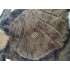 Maskottchen Biber 1