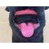 Kostüm Hund 7 + Haube + Kissen + Tasche (Werbefigur)