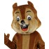 Kostüm Eichhörnchen Maskottchen 9 (Hochwertig)