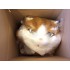 Verleih Kostüm Katze 12