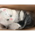 Verleih Kostüm Hase mit Zylinder