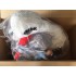 Verleih Kostüm Storch / Klapperstorch