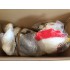 Verleih Kostüm Huhn mit Mann