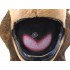 Maskottchen Bär Kostüm 12 (Werbefigur)