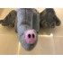 Elefant Maskottchen Kostüm 5 (Professionell)